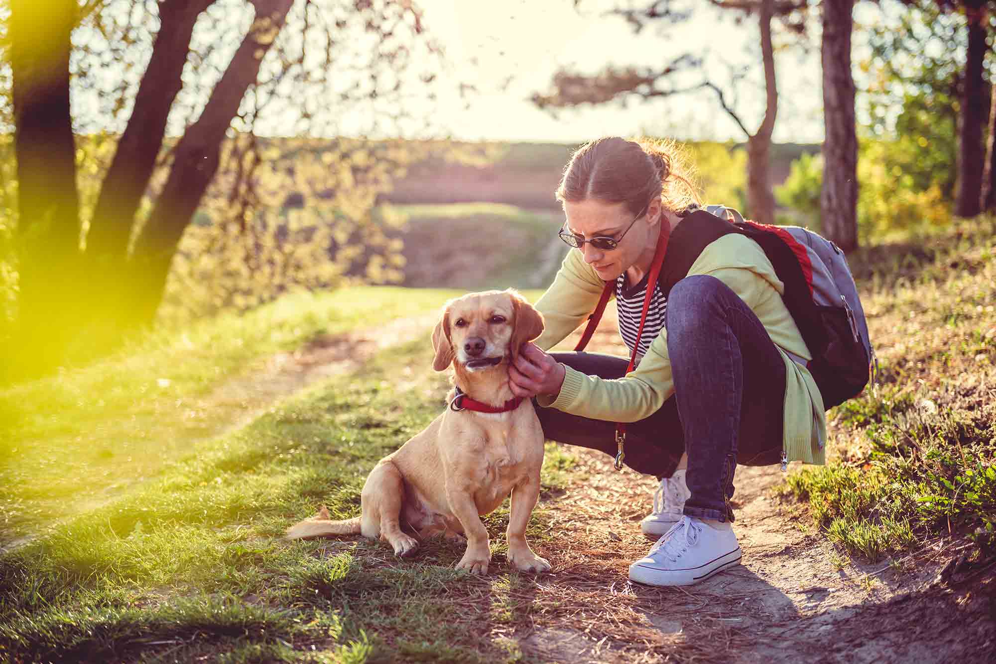 preventing-lyme-disease-in-dogs-volunteer-veterinary-hospital