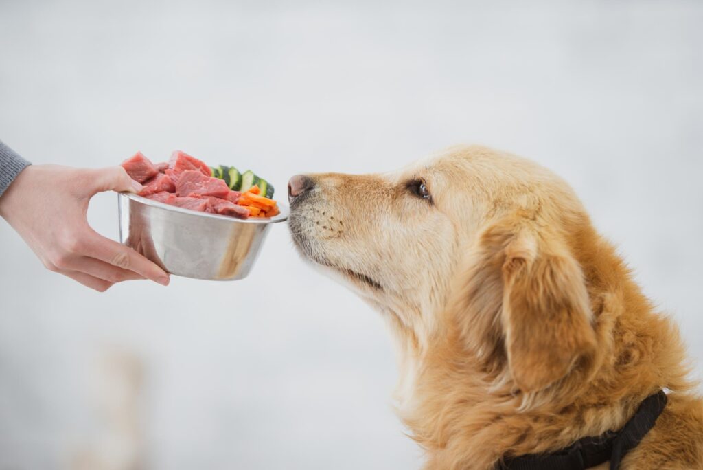 dog sniffing dog food bowl.