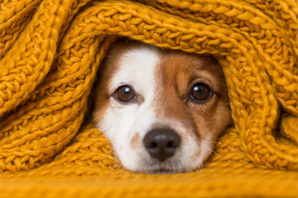 puppy under blanket.