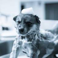 A puppy being washed in the kitchen sink puppy boarding and bathing is a sink