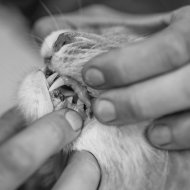 Veterinarian checking young male Maine Coons teeth health veterinarian checking for pet dental health