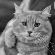 Beautiful Maine Coon cat loves being taken outdoors by his owner Beautiful Maine Coon cat loves being taken outdoors by his owner