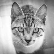 Cat or feline endoscopy diagnosis Cat Look