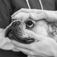 Veterinarian checking young French Bulldogs eye health veterinarian checking dog for eye opthalmology health