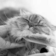 Woman using a comb brush the Persian cat pet owner performs pet grooming