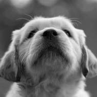 Portrait of a Golden Retriever puppy face with his little black nose. Close up from the nose puppy pain free pain management with laser therapy