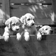 One Puppy Down canine reproduction represented by puppies