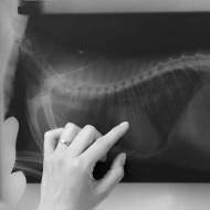 Female Veterinary Surgeon Examining X Ray In Surgery veterinary surgury diagonis by digital X Ray